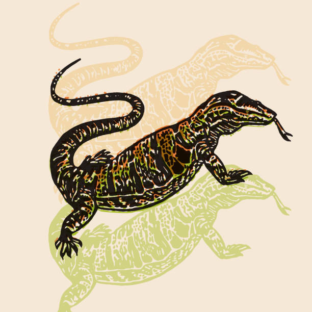 Vector Illustrated desert Varan in engraved technic on beige background Desert Varan sign. Desert Varan. Vector engraved Illustration. Linocut Varan Isolated on beige background andaman stock illustrations