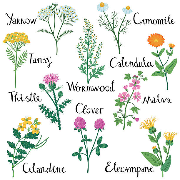 ilustrações de stock, clip art, desenhos animados e ícones de set of wild herbs used in medicine. - chamomile chamomile plant flower herb