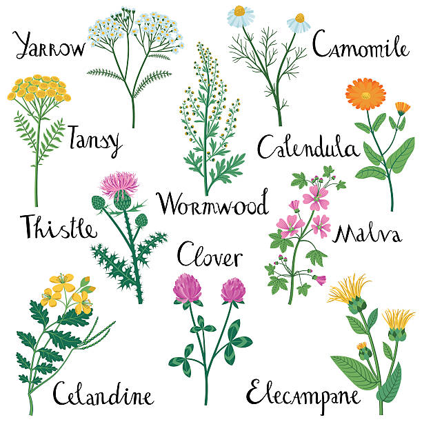 Set of Wild Herbs used in Medicine. Set of Wild Herbs: Celandine, Yarrow, Clover, Elecampane, Milk Thistle,  Tansy, Malva, Wormwood, Calendula, Chamomile. malva stock illustrations