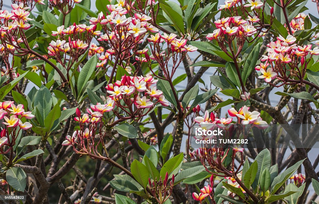 Plumeria Tree Stock Photo - Download Image Now - Backgrounds, Beauty In  Nature, Flower - iStock
