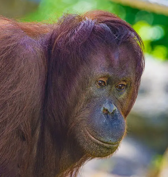 Orangutan close-up