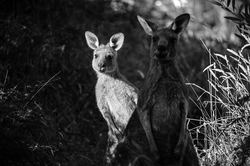 Two kangaroos paused in the afternoon sun, Victoria, Australia. 