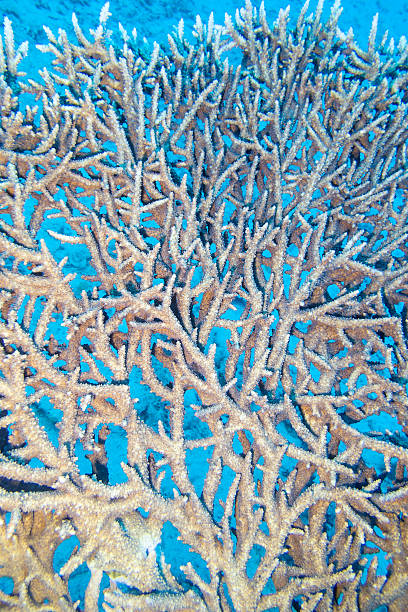 istock coral reef with table coral close up, underwater 545585654