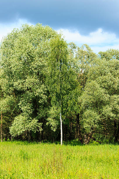 istock Summer landscape with green grass and trees 545585768