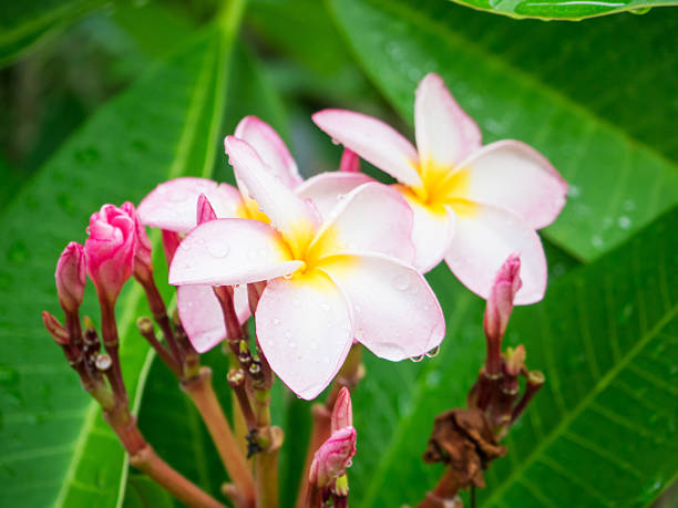 istock Plumeria flower 545585880