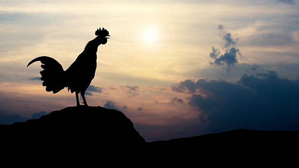 istock Silhouettes rooster crows in the morning 545586204
