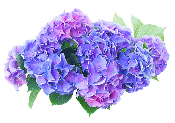 istock blue and violet hortensia flowers 545586458