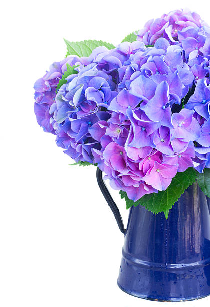istock blue and violet hortensia flowers 545586542