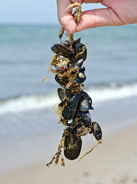 istock seaweed overgrown by mussels 545587464