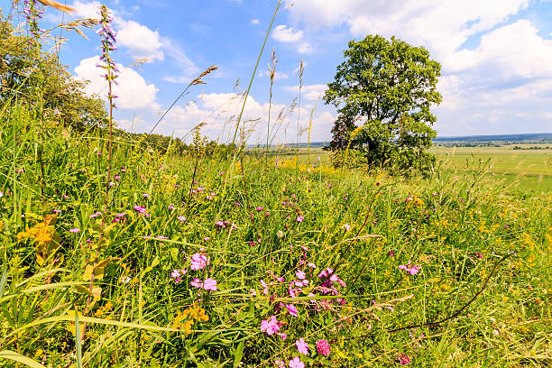 istock Summer landscape with green grass on a meadow and sky 545587898