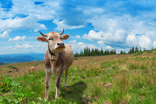 happy cow on the summer pasture