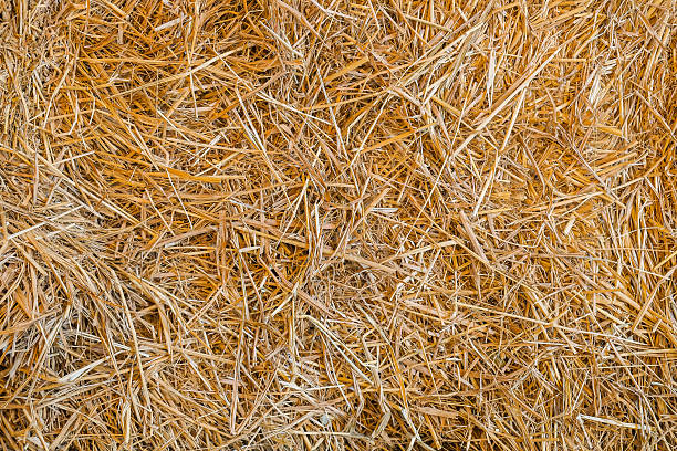 istock halm stack,dry stems and leaves of small cereals 545588170