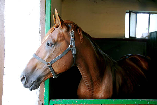 istock Curious chestnut colored horse looking out stable window on farm 545588640