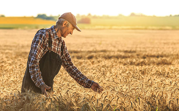 Farmer overlooking at new crops Mature farmer overlooking the success of his crops. Wears shirt, union suit and hat. Looking at field. On background sunbeam and gold colored field. oat crop photos stock pictures, royalty-free photos & images