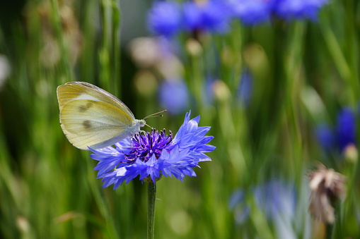 Cornflower and Cabbage butterfly