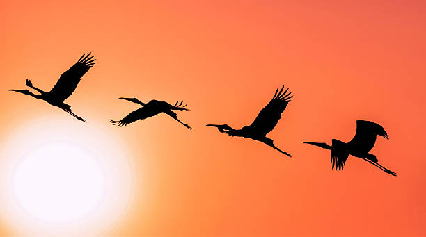 istock Panoramic Silhouette of Painted Stork flying against the setting Sun 545589284
