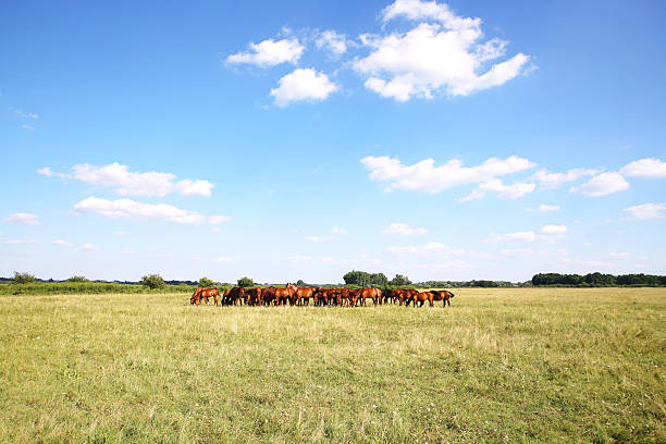 istock Panoramic view of herd of horses when grazing on meadow 545589346