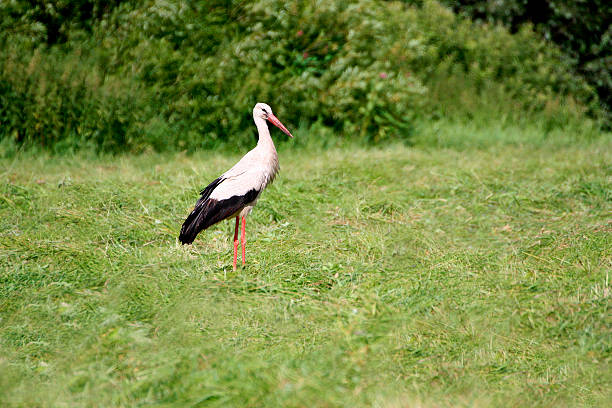istock The stork is standing in the grass. 545589506