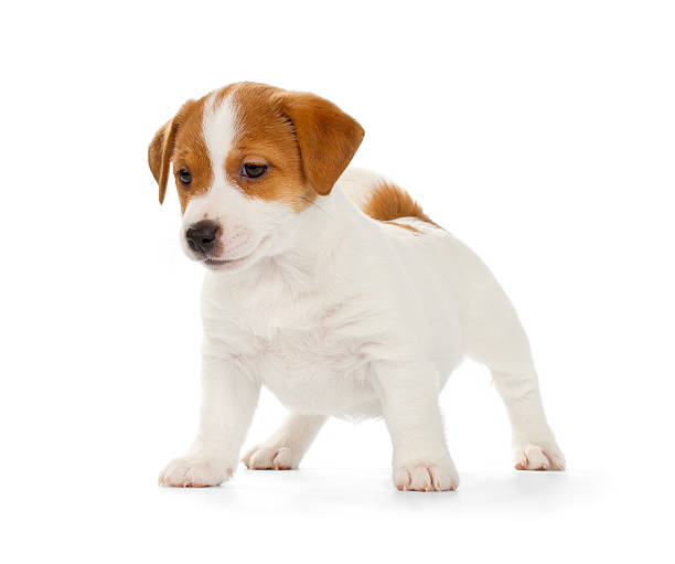 istock Jack Russell Terrier puppy 545591040