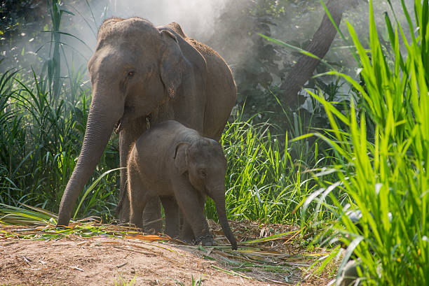 istock young elephant right next to an adult one. 545591846