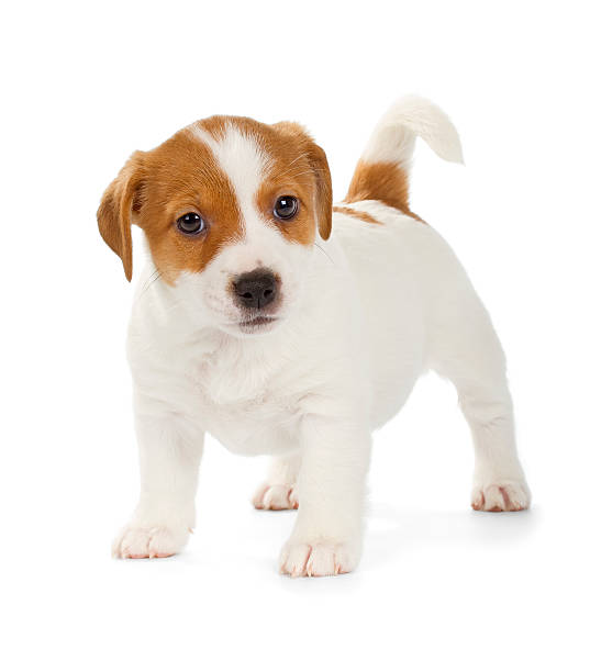 istock Jack Russell Terrier puppy 545592406
