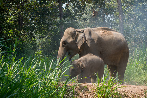 istock young elephant right next to an adult one. 545592542