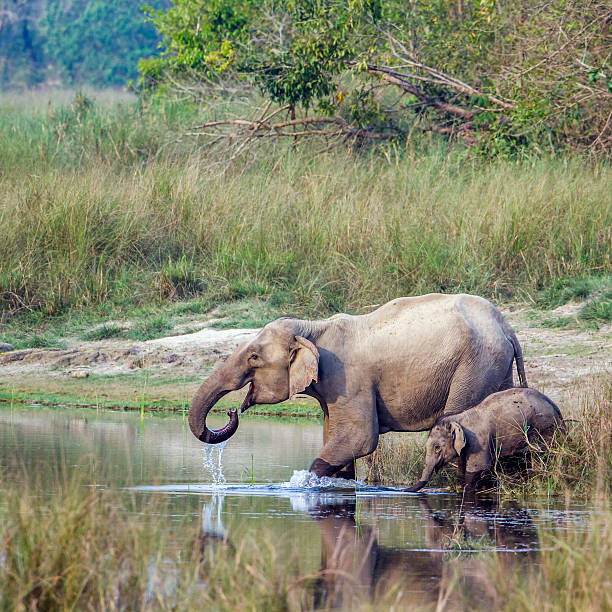 istock Asian Elephant in Bardia national park, Nepal 545592614