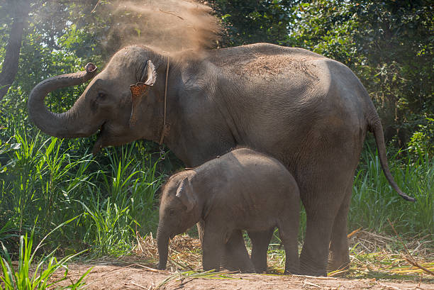 istock young elephant right next to an adult one. 545592918