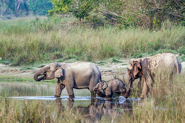 istock Asian Elephant in Bardia national park, Nepal 545592936