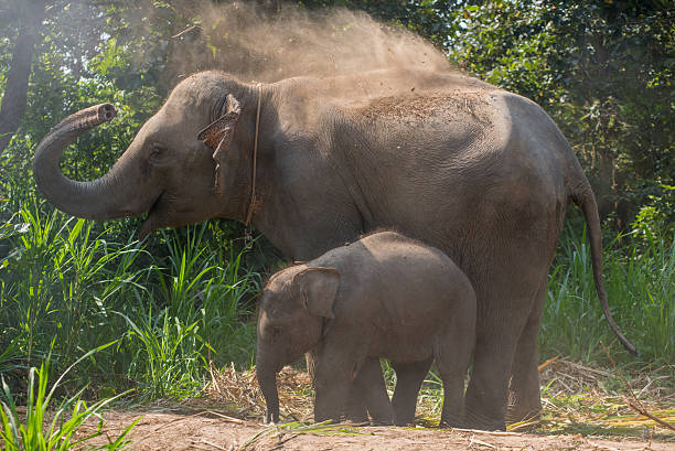 istock young elephant right next to an adult one. 545593022