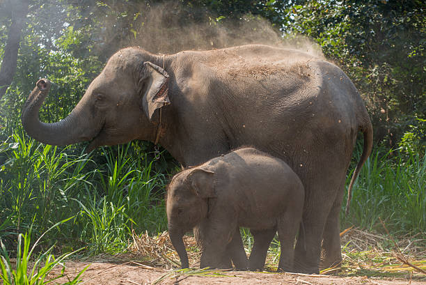 istock young elephant right next to an adult one. 545593100