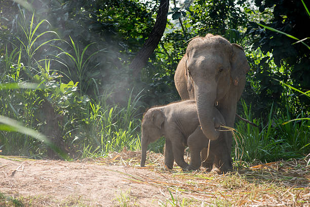 istock young elephant right next to an adult one. 545593202