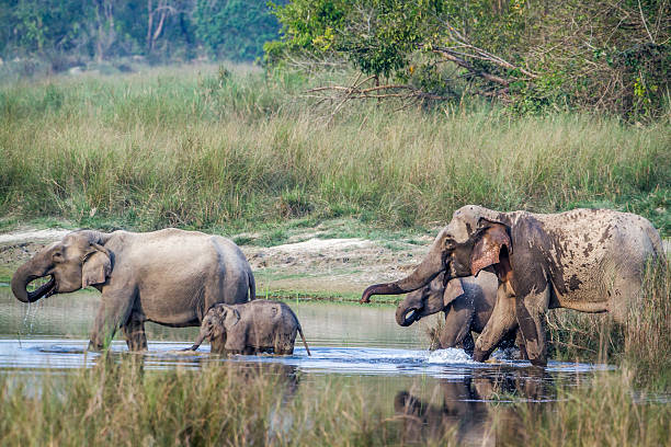 istock Asian Elephant in Bardia national park, Nepal 545593334