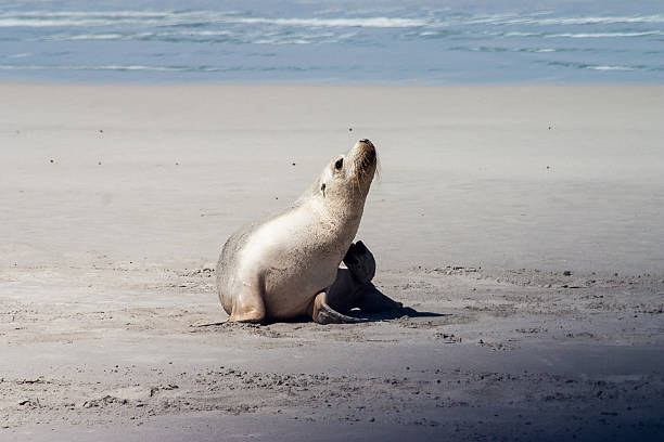 istock Little Seal Kangaroo Island 545593430