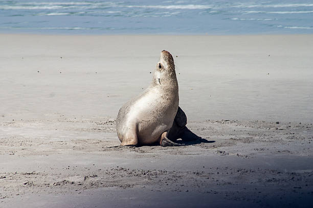 istock Little Seal Kangaroo Island 545593452