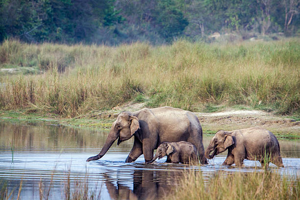 istock Asian Elephant in Bardia national park, Nepal 545593708