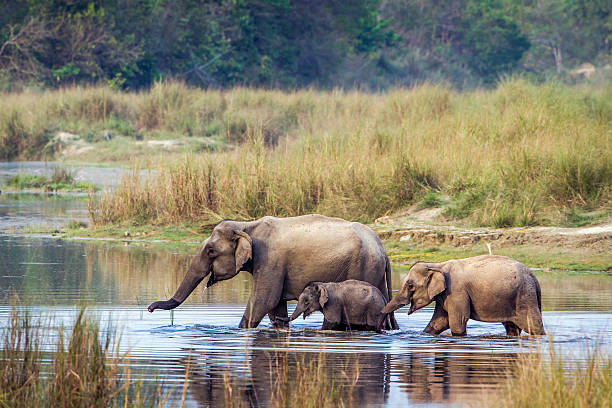 elefante asiático no parque nacional bardia, nepal - elefante asiático - fotografias e filmes do acervo