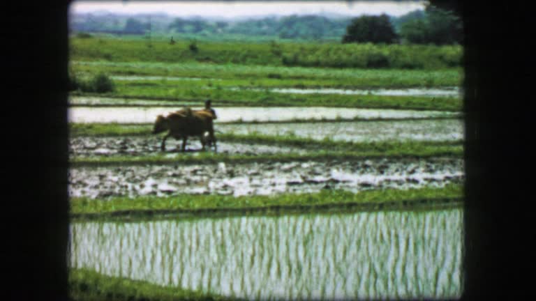 1968: Farmer plowing rice paddy flooded fields oxen work animal towing.