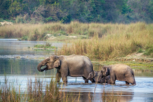 istock Asian Elephant in Bardia national park, Nepal 545633886