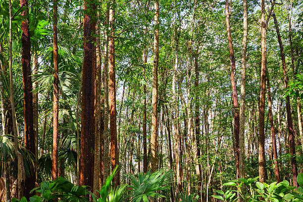 istock Tropical Rainforest Landscape, Thailand, Asia 545633988