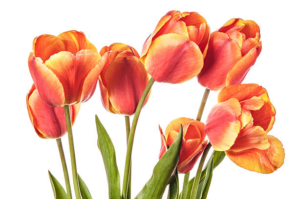 istock Tulip flowers isolated on white 545634666