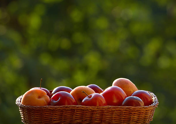 istock apricots and plums in the wicker basket 545636466
