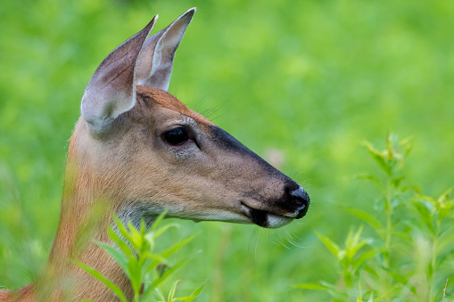 Close up of a female whittail deer