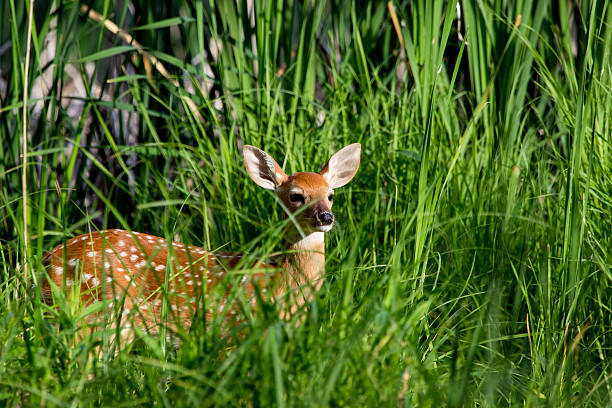 istock Whittailed Fawn 545636594
