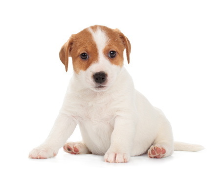 Jack Russell Terrier puppy isolated on white background. Front view, sitting.