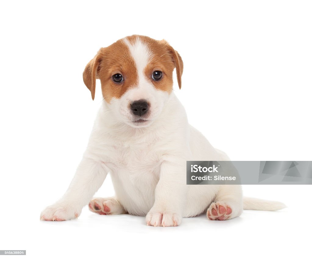 Jack Russell Terrier puppy Jack Russell Terrier puppy isolated on white background. Front view, sitting. Puppy Stock Photo