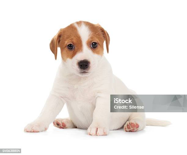 Jack Russell Terrier Puppy Stock Photo - Download Image Now - Puppy, Cub, Newborn Animal