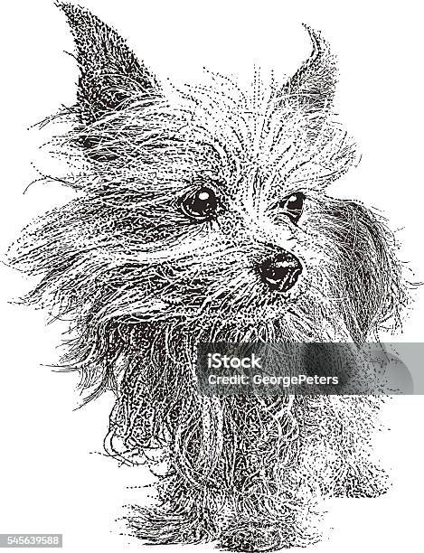 Yorkshire Terrier Dog Isolated On White Stock Illustration - Download Image Now - Yorkshire Terrier, Terrier, Black And White