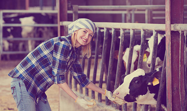 istock Portrait of veterinary technician feeding cows 545641418