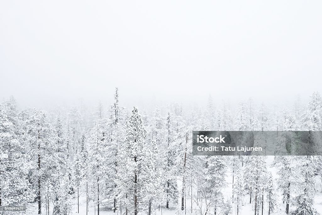 Snow covered forest in heavy fog A foggy snow covered forest in Finnish Lapland. Poor visibility. Snow Stock Photo